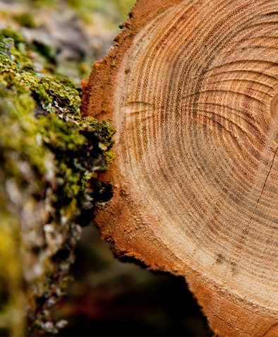 Warum müssen geformte Paletten für den Export nicht begast werden?